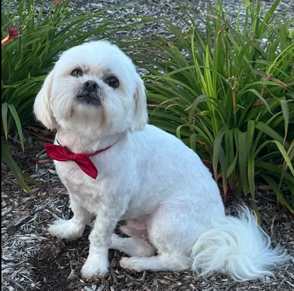 Small white dog wearing a red bow